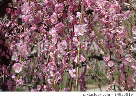 Weeping plum blossoms Weeping plum blossoms 14933819