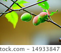 Plum fruit 14933847
