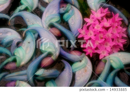 漂浮在水的表面上的玉花和桃紅色花 14933885