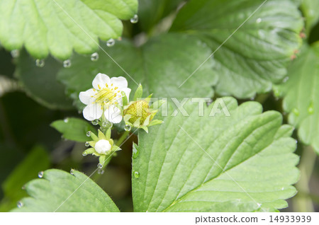 Strawberry flowers Strawberry flowers 14933939
