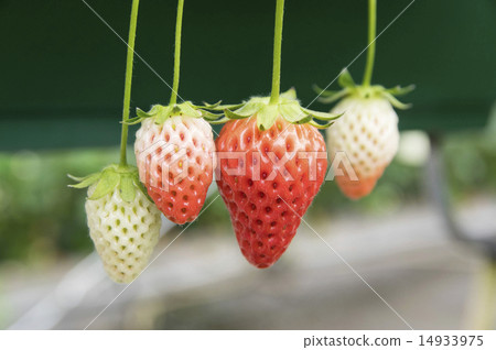 process of growing process of growing 14933975