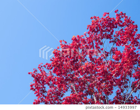 Autumn leaves (empty bag) Autumn leaves (empty bag) 14933997