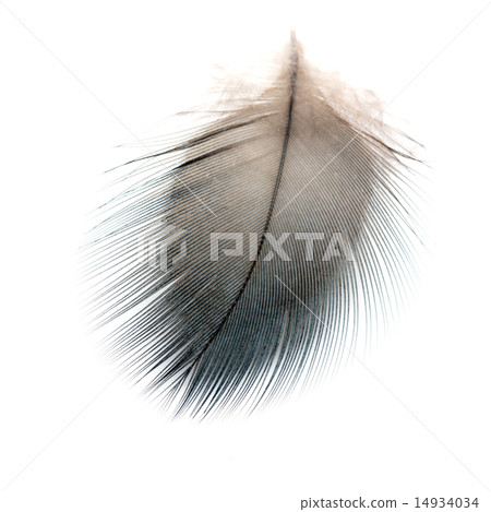 bird feather isolated bird feather isolated 14934034
