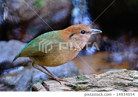 Rusty-naped Pitta 14934054