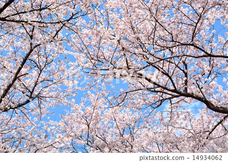 Sachiko Hakodendo Sakurayama cherry tree Sachiko Hakodendo Sakurayama cherry tree 14934062