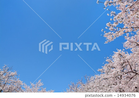 Sachiko Hakodendo Sakurayama cherry tree Sachiko Hakodendo Sakurayama cherry tree 14934076