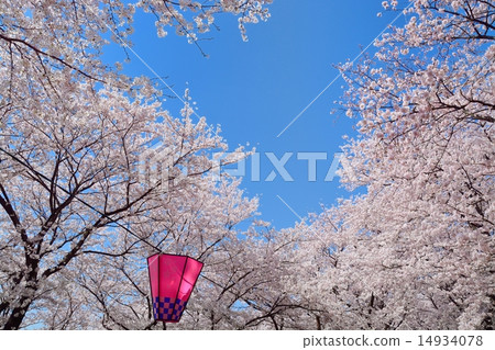 Sachiko Hakodendo Sakurayama cherry tree Sachiko Hakodendo Sakurayama cherry tree 14934078