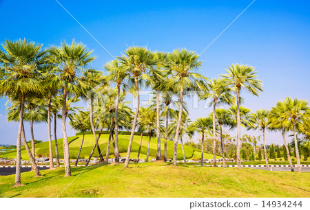 Palm trees decorate in garden Palm trees decorate in garden 14934244