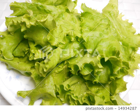 生菜 生菜 14934287