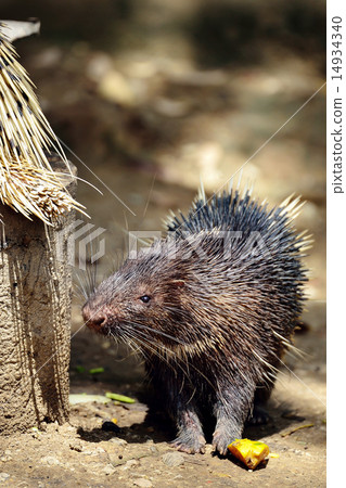 Porcupine Porcupine 14934340