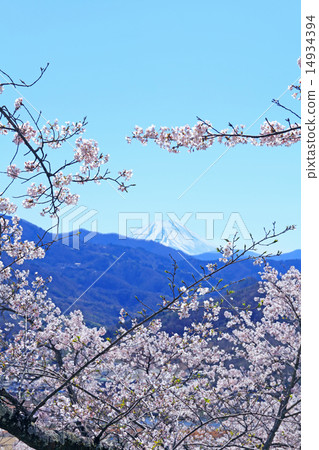 Cherry Blossom Park, cherry blossoms Cherry Blossom Park, cherry blossoms 14934394