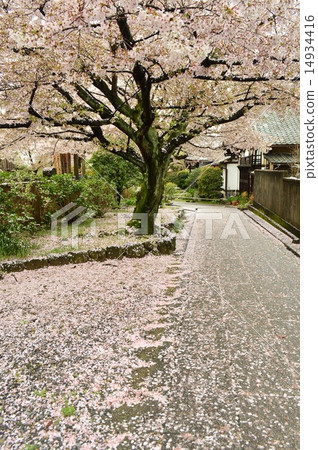 散落櫻花路 散落櫻花路 14934416