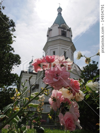 粉紅玫瑰和函館半島基督教東正教教堂 14934791