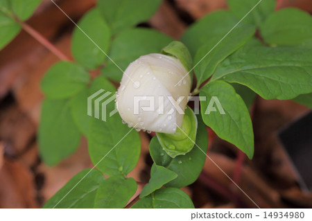 Flower bud and rain drops of Yamasakiyaku 14934980