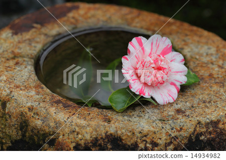 落下的山茶花和水壺 14934982