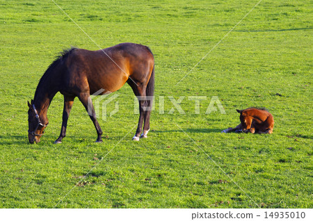 Thoroughbred Ginza Scenes of the Moon Thoroughbred Ginza Scenes of the Moon 14935010