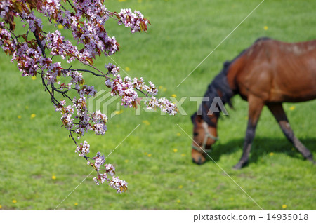 Thoroughbred Ginza Scenes of the Moon 14935018