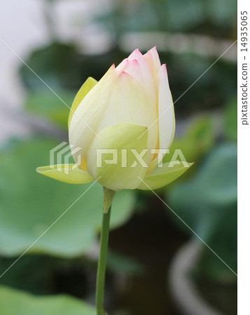 蓮花 14935065