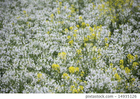 芥末芥末和蘿蔔花 14935126