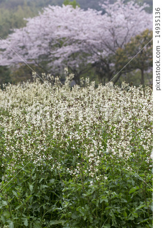 Arugula flowers Arugula flowers 14935136