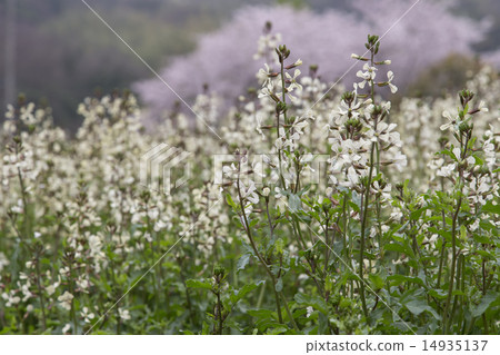 芝麻菜花 14935137