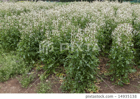 Arugula flowers 14935138