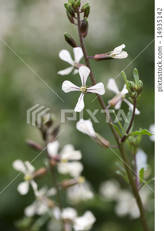 Arugula flowers 14935142