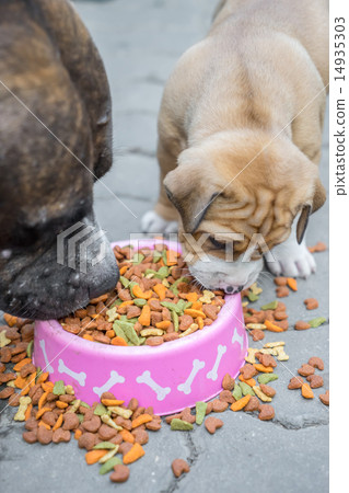 dog eating food 14935303