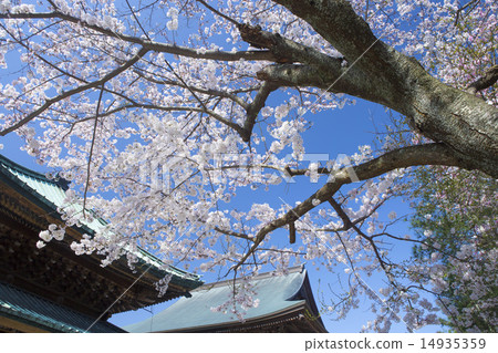 在Kaenji-ji的櫻桃樹 14935359