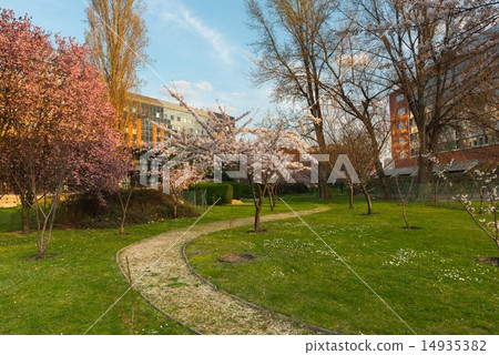 Vintage tree flower photo of  beautiful cherry 14935382