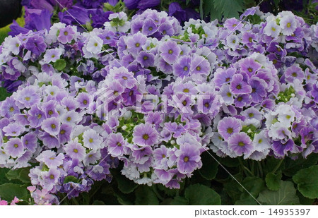 報春花·Obconica 14935397