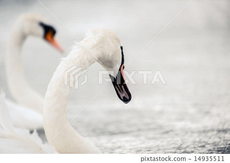 Swan swimming with ducks 14935511