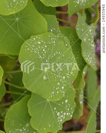 Water drops on leaf Water drops on leaf 14935948