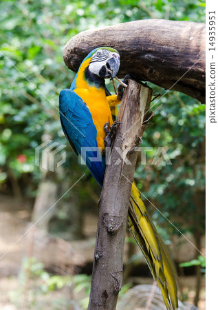 Blue and yellow Macaw biting the timber log 14935951