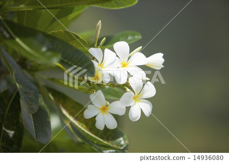 Plumeria Plumeria 14936080