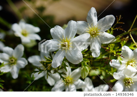Evergreen clematis 14936346