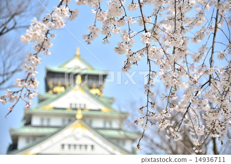 Osaka Castle and Sakura 14936711