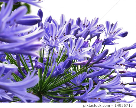 Full bloom petals, Agapanthus series white background (sideways) 14936713