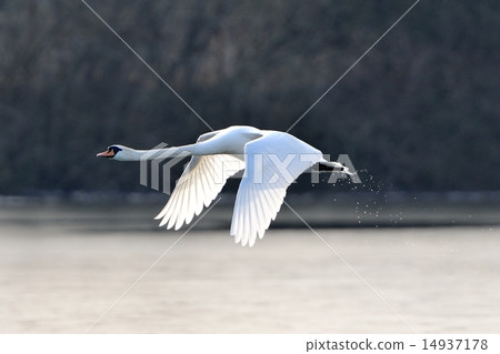 Mute swan in flight 14937178