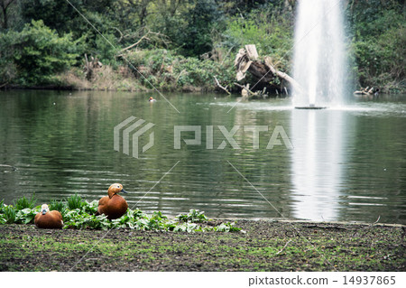 Waterfowl on the lake shore with fountain 14937865