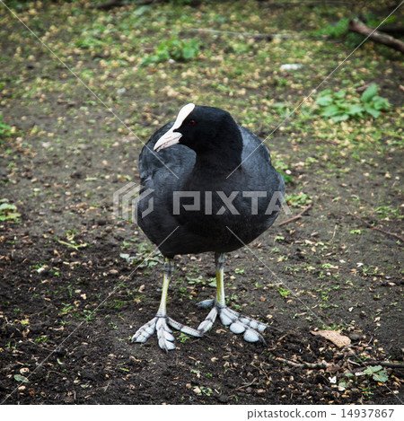 The Hawaiian coot (Fulica alai) 14937867