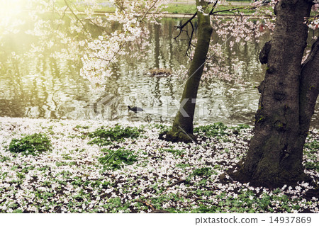 Flowering tree on the lake shore 14937869