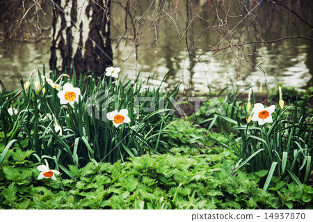 White daffodils and birch on the lake shore 14937870