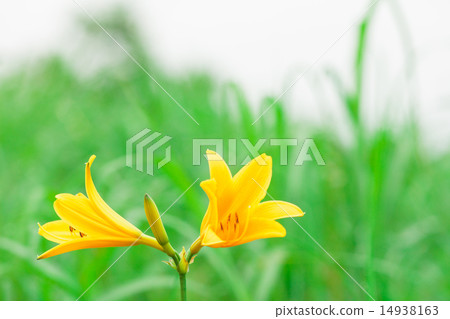 黃花菜 14938163
