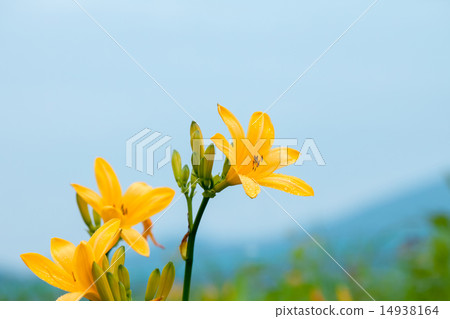 黃花菜 14938164