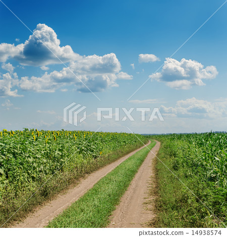 rural road in agricultural fields under cloudy sky 14938574