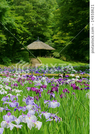 鳶尾花 14938621