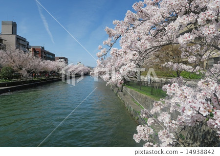Okazaki, Cherry blossom of Lake Biwa canal 14938842