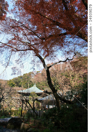 Autumn leaves of Zuisenji Autumn leaves of Zuisenji 14939079