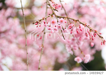 Cherry blossoms at Hase Temple 14939427